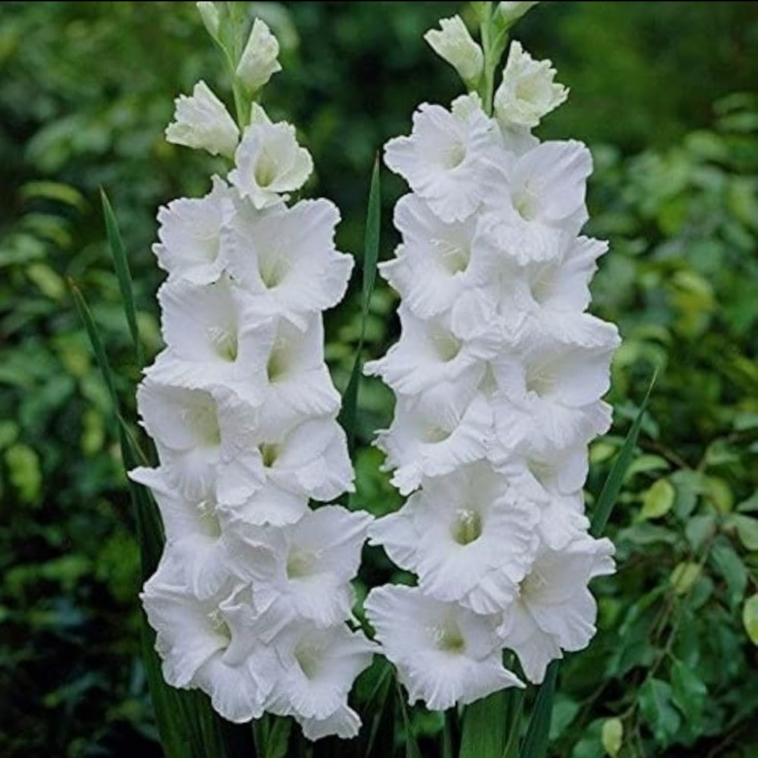 پیاز گلایل سفید (White Gladiolus) – نماد خلوص و زیبایی جاودان( پک‌۳ عددی)
