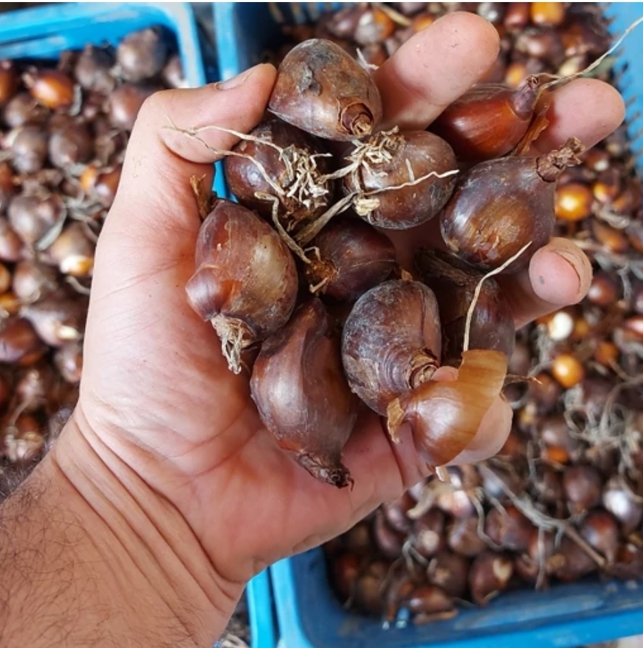 پیاز نرگس شصت پر بذری (50 عددی)