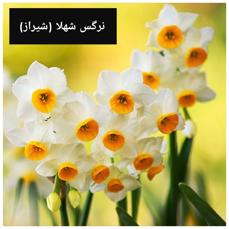 پیاز نرگس شهلا ( ۱ کیلویی ) درشت و گلده و بسیار معطر