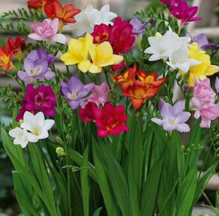 پیاز فریزیا معطر الوان بسته ۵ عددی