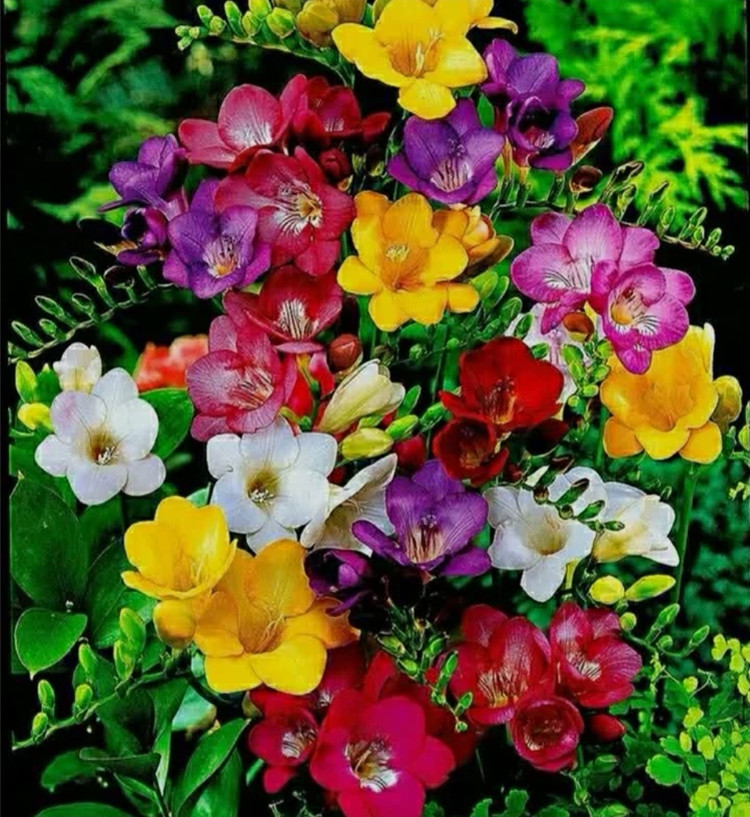 پیاز فریزیا معطر الوان بسته ۵ عددی