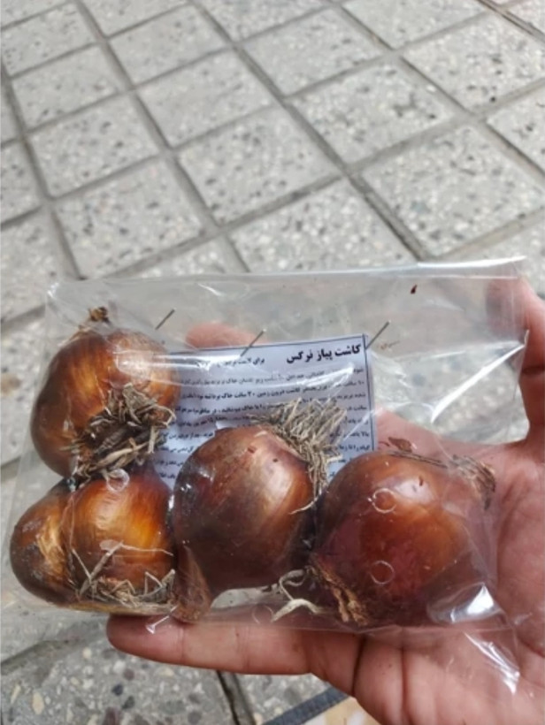 پیاز نرگس کریسمس یا عروس بسته ۵ عددی با ارسال سریع