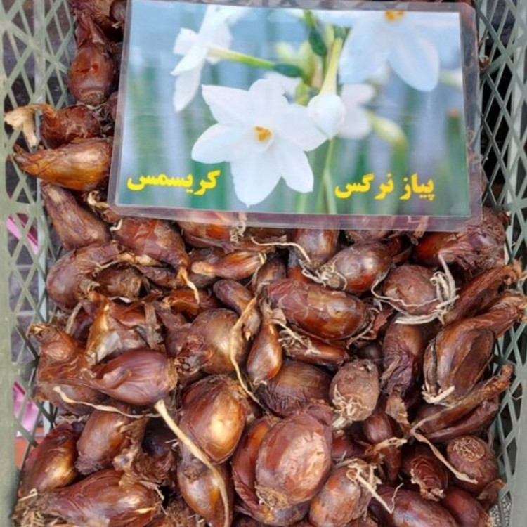 پیاز نرگس کریسمس یا عروس ۲ عددی با ارسال سریع