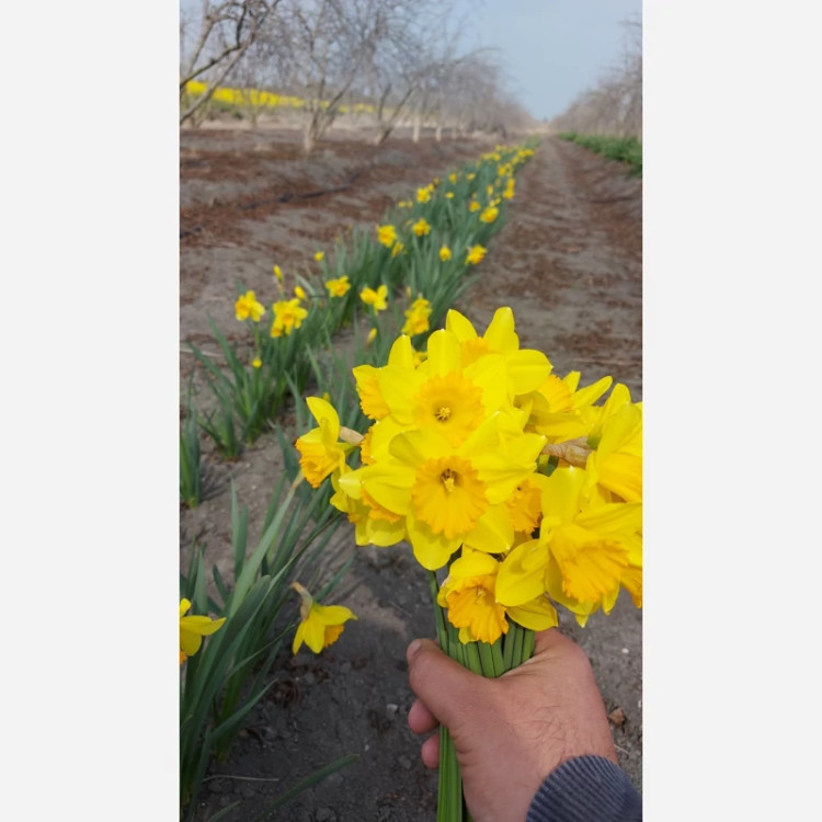 پیاز نرگس هلندی ژونکی (بسته ۱ کیلویی) درشت از سال اول گلده