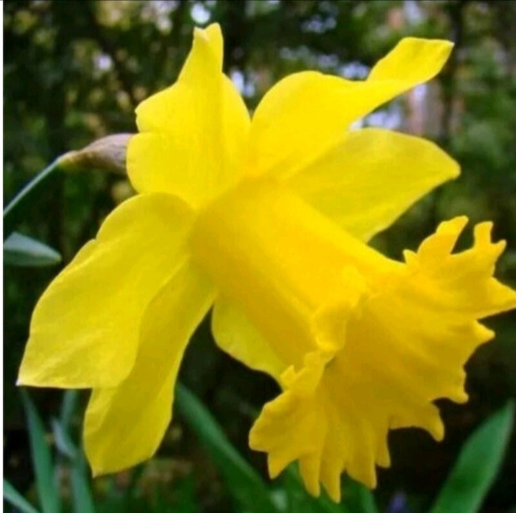 پیاز گل نرگس هلندی داچ مستر (بسته ۱ کیلویی) از سال اول گلده