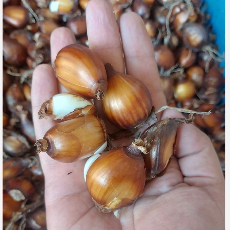 پیاز گل نرگس شصت پر بذری 1 کیلویی