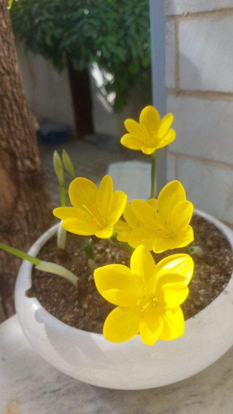 پیاز نرگس جام زرین بسته ۲ عددی