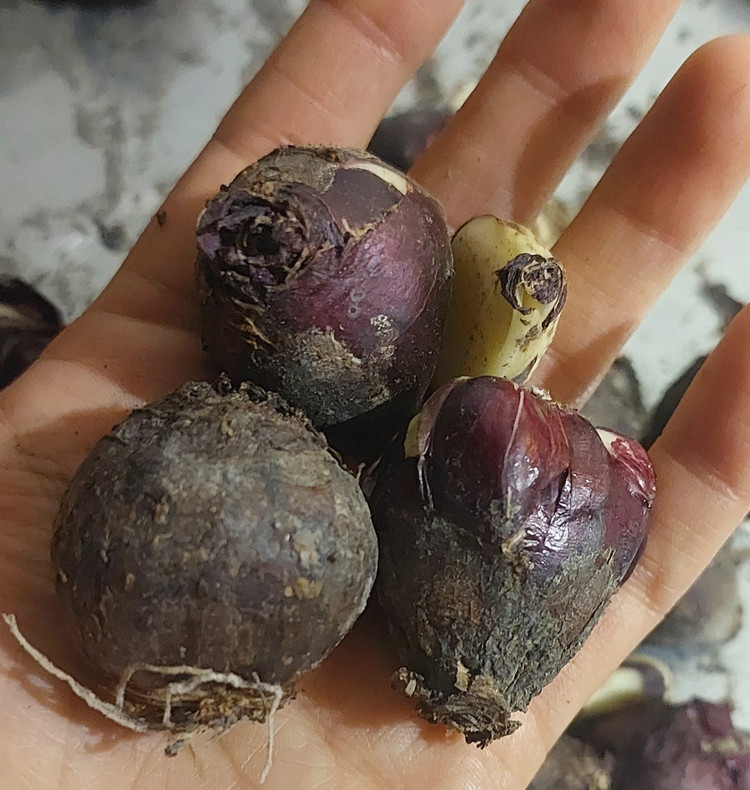 پیاز سنبل ایرانی سایز درشت