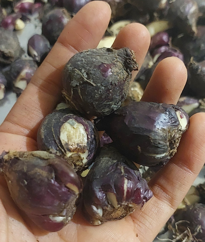 پیاز سنبل ایرانی سایز متوسط