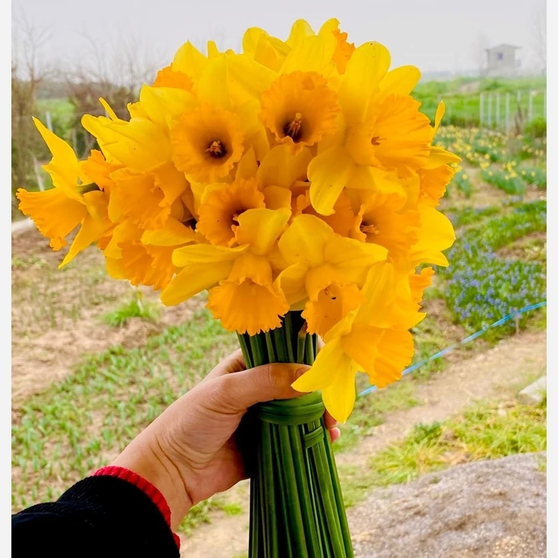 پیاز گل نرگس هلندی کاسه نارنجی سوپر درشت بسته یک عددی