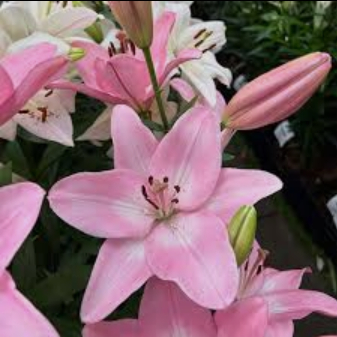 پیاز لیلیوم معطر ایرانی بسته ۱ عددی صورتی