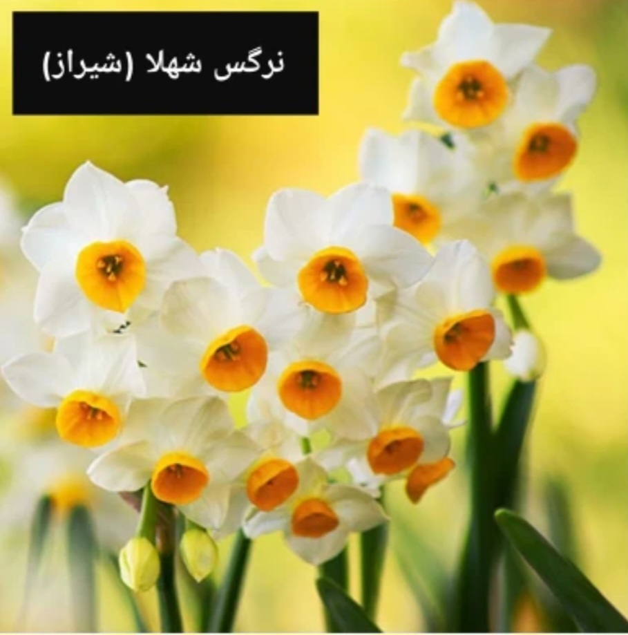 پیاز نرگس شهلا گلده پک ۳ عددی سایز سوپر درشت