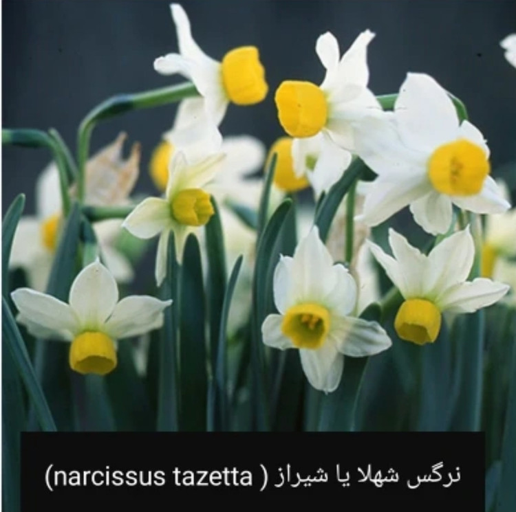 پیاز نرگس شهلا گلده پک ۵ عددی سایز سوپر درشت