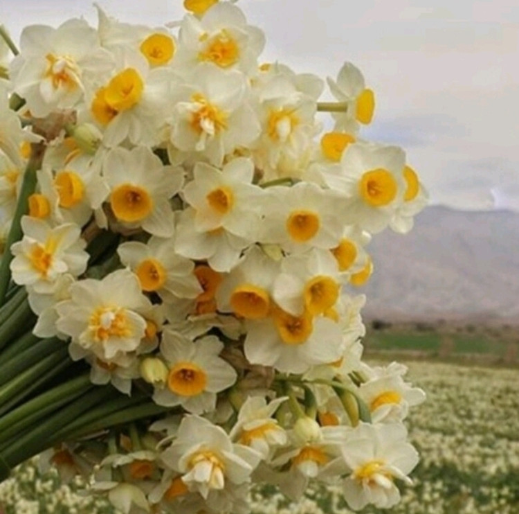 پک ۲ کیلویی گلده نرگس شهلا و شصت پر هر کدام جداگانه