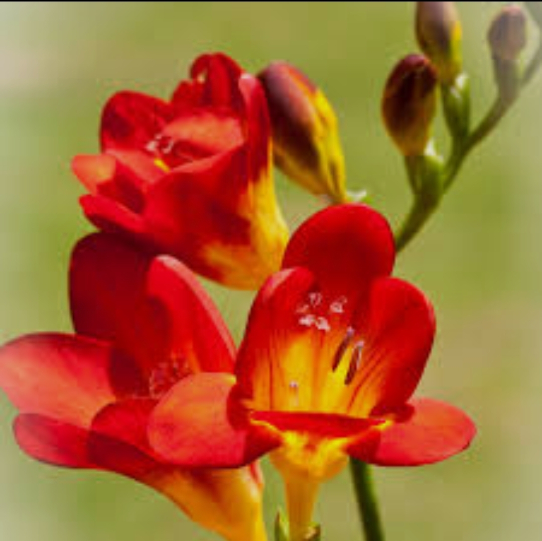 پیاز فریزیا معطر رنگ قرمز  بسته ۱ عددی
