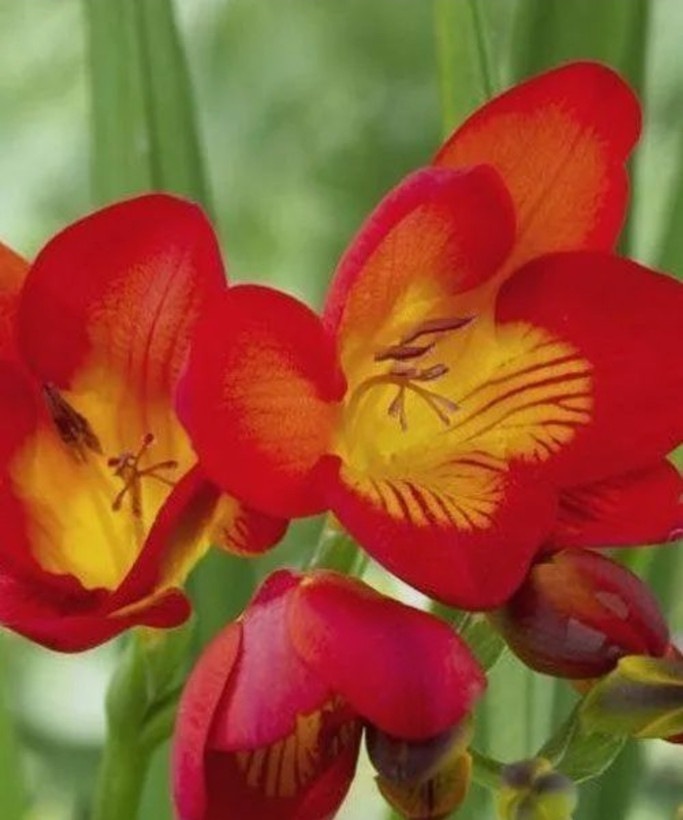 پیاز فریزیا معطر رنگ قرمز بسته ۱ عددی