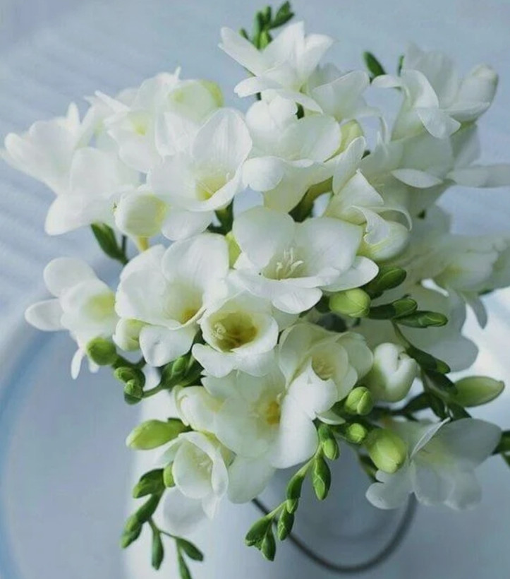 پیاز فریزیا معطر رنگ سفید بسته ۱ عددی