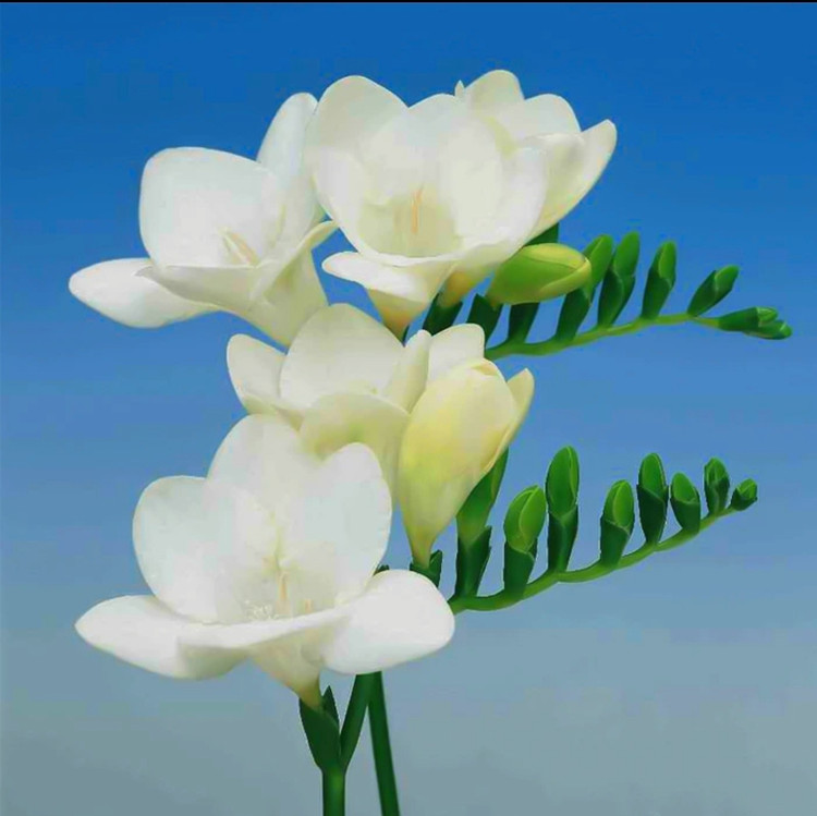پیاز فریزیا معطر رنگ سفید بسته ۱ عددی