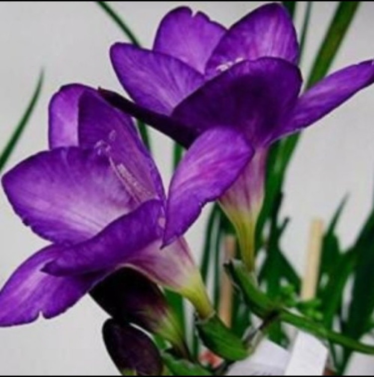 پیاز فریزیا معطر رنگ بنفش بسته ۱ عددی