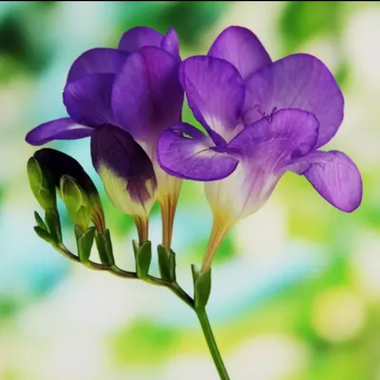 پیاز فریزیا معطر رنگ بنفش بسته ۱ عددی