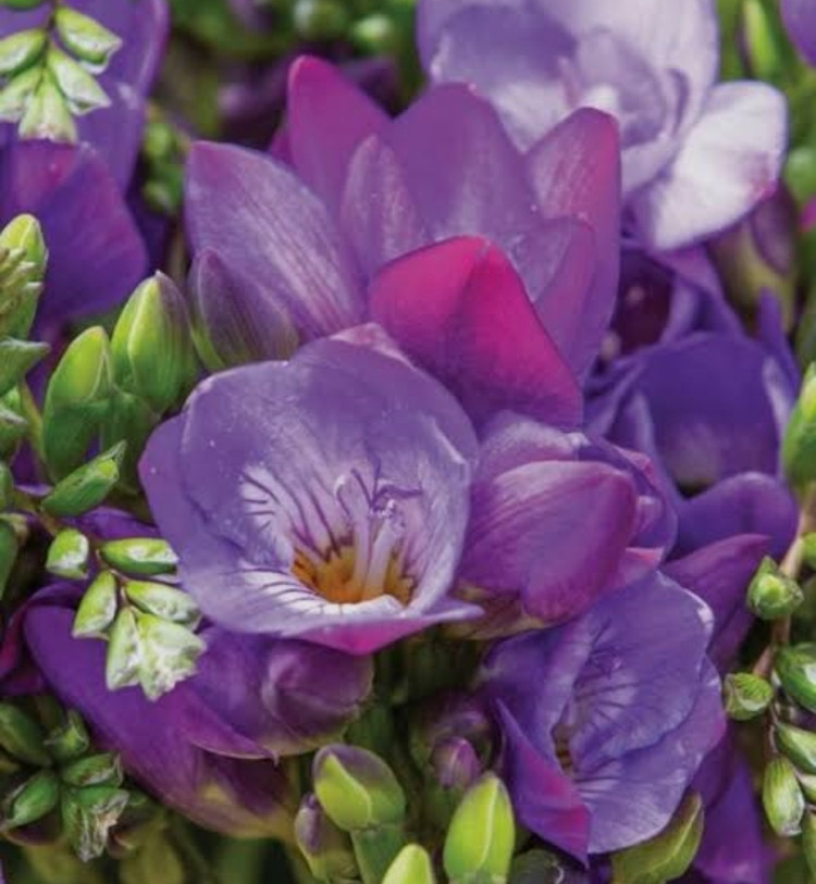 پیاز فریزیا معطر رنگ بنفش بسته ۱ عددی