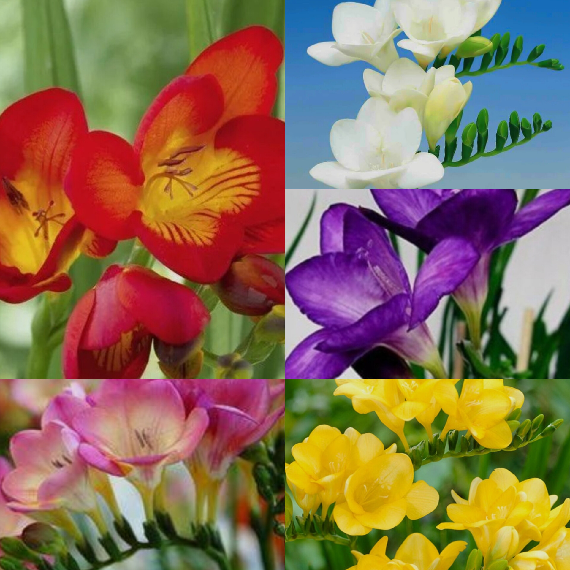 پک پیاز فریزیا معطر هر رنگ جداگانه بسته ۵ عددی