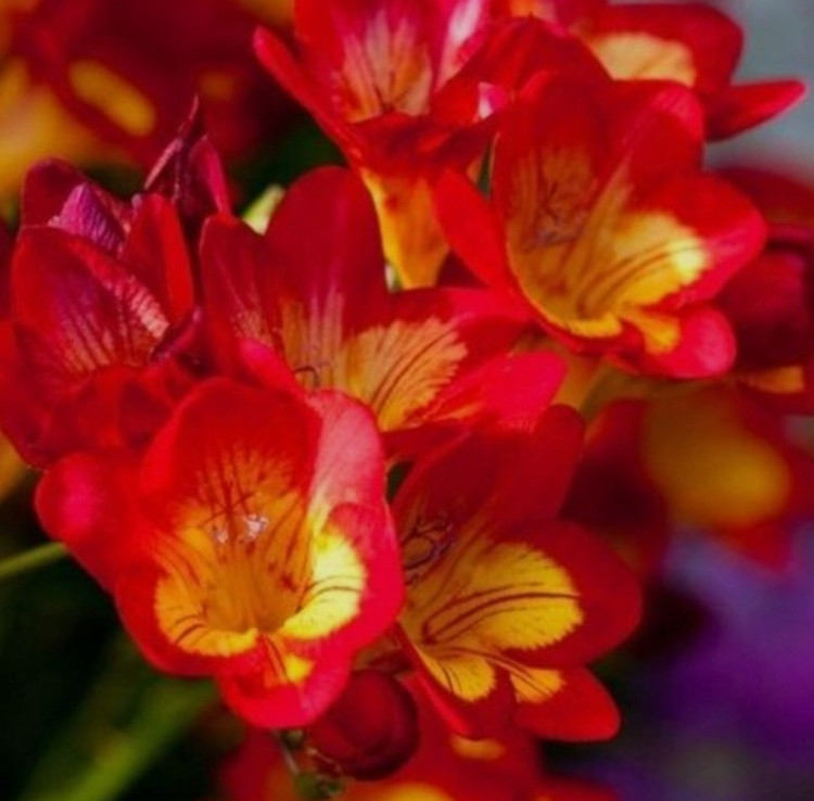 پیاز فریزیا معطر رنگ قرمز بسته 2 عددی