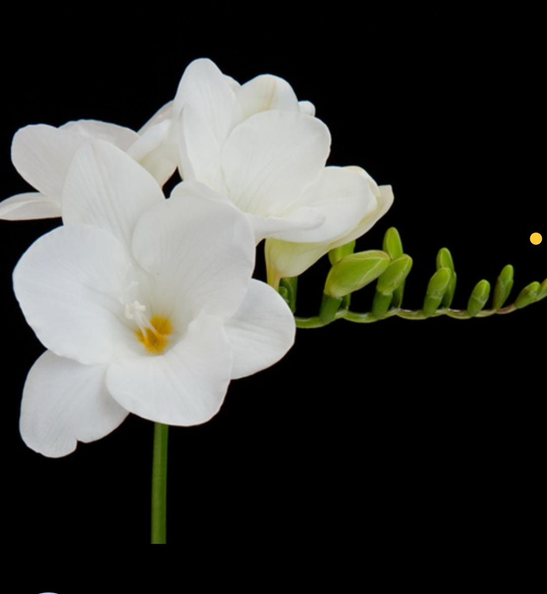 پیاز فریزیا معطر رنگ سفید بسته 2 عددی