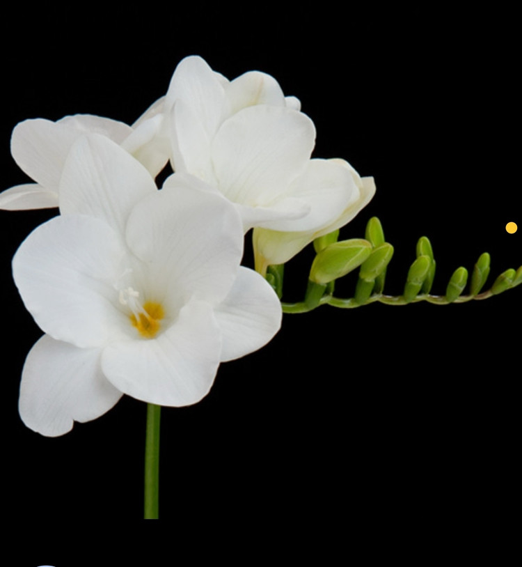 پیاز فریزیا معطر رنگ سفید بسته 2 عددی