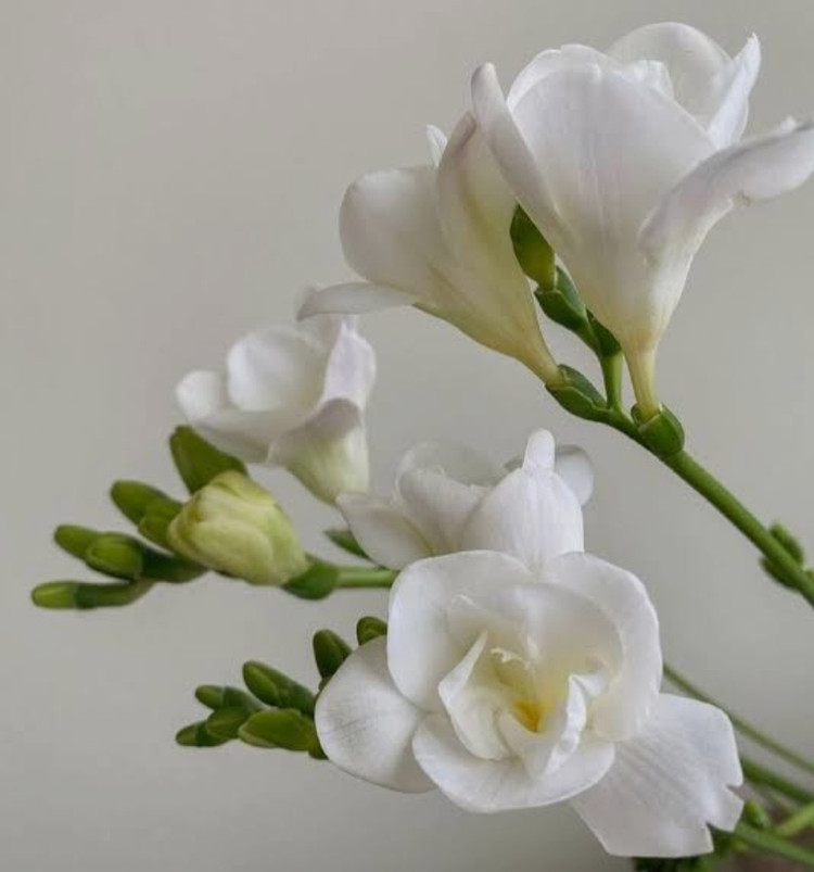 پیاز فریزیا معطر رنگ سفید بسته 2 عددی