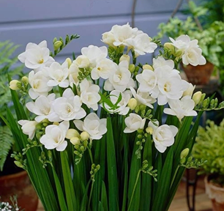 پیاز فریزیا معطر رنگ سفید بسته 2 عددی