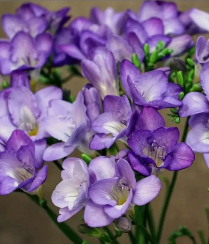 پیاز فریزیا معطر رنگ بنفش بسته 2 عددی