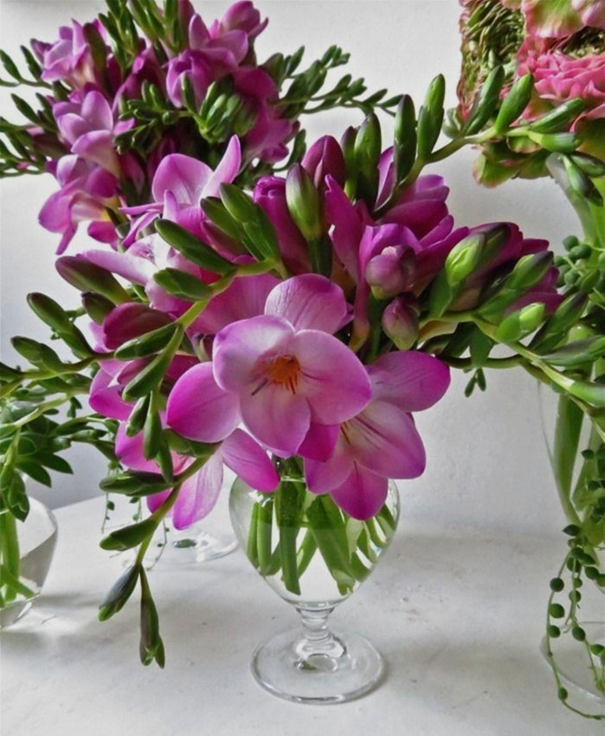 پیاز فریزیا معطر رنگ صورتی بسته 2 عددی