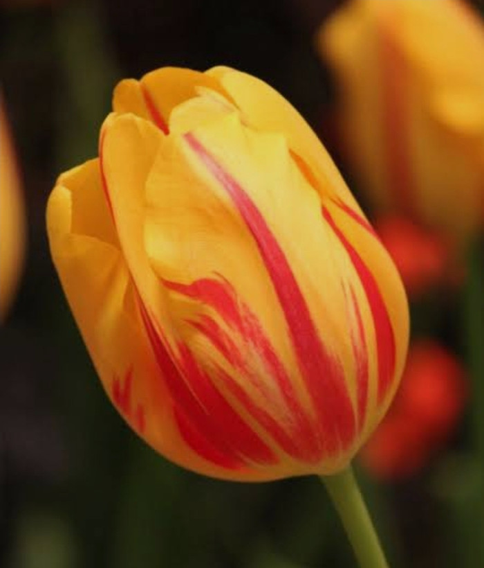 پیاز گل لاله هلندی زرد المپیک بسته ۱ عددی