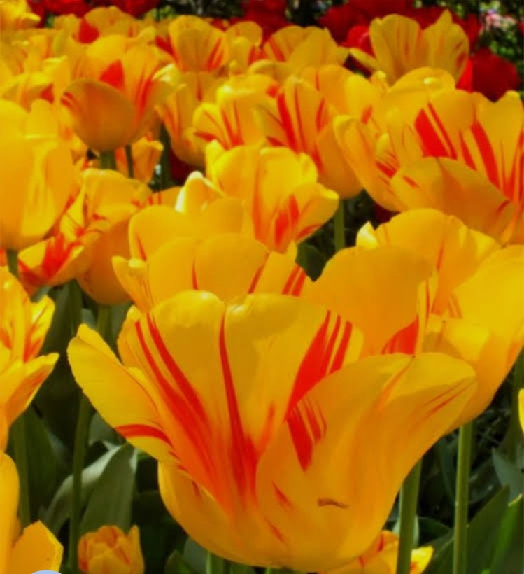 پیاز گل لاله هلندی زرد المپیک بسته ۱ عددی