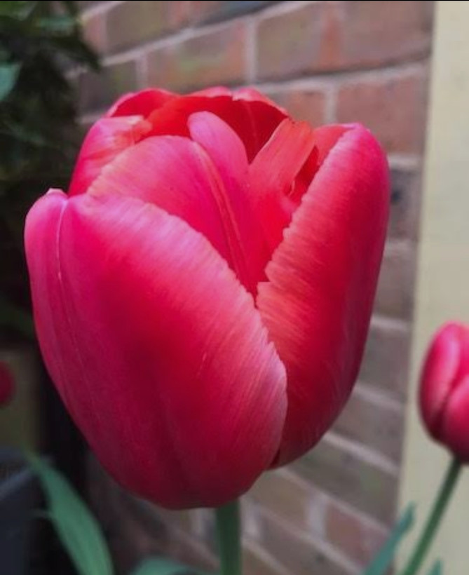 پیاز گل لاله هلندی صورتی بسته ۱ عددی