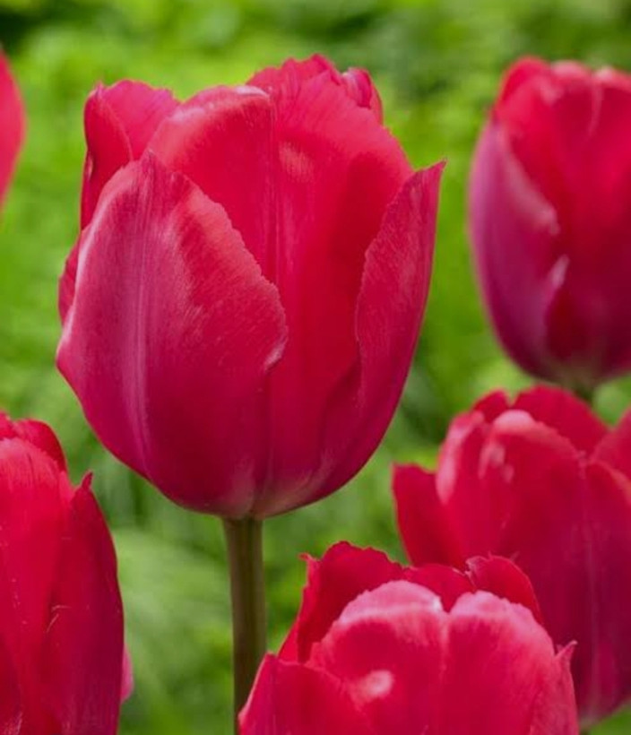 پیاز گل لاله هلندی صورتی بسته ۱ عددی