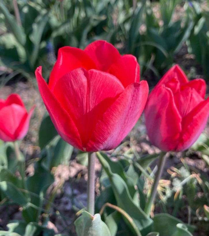 پیاز گل لاله هلندی صورتی بسته ۱ عددی