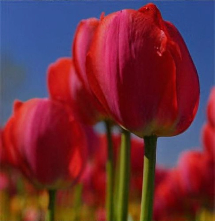 پیاز گل لاله هلندی قرمز بسته ۱ عددی