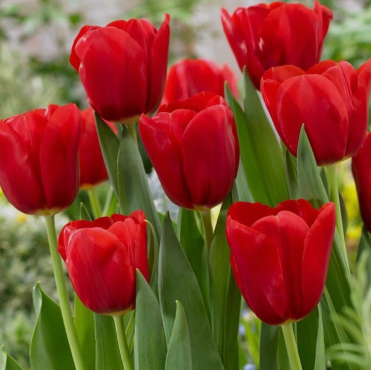 پیاز گل لاله هلندی قرمز بسته ۱ عددی
