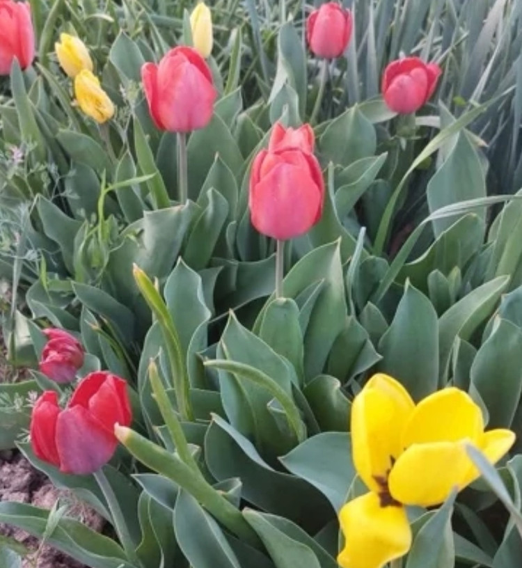 پیاز گل لاله ایرانی الوان بسته ۱ عددی
