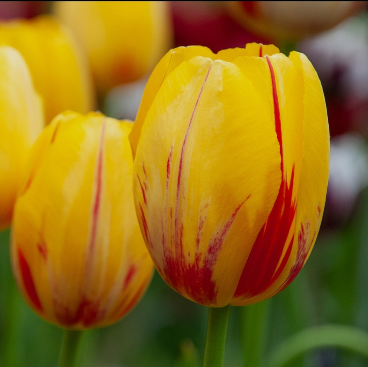 پیاز گل لاله هلندی زرد المپیک بسته ۲ عددی