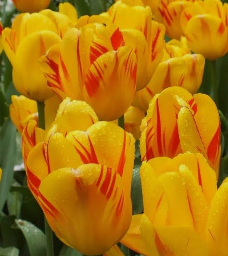 پیاز گل لاله هلندی زرد المپیک بسته ۲ عددی