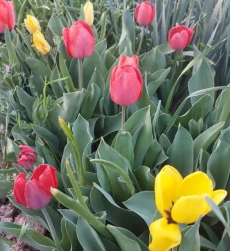 پیاز گل لاله ایرانی الوان بسته 2 عددی