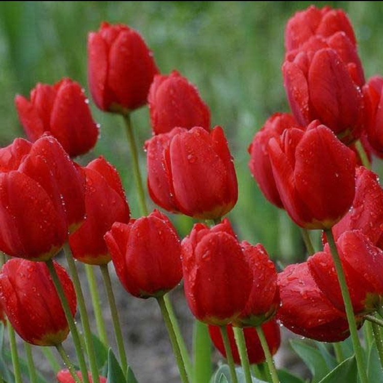 پک ۳ عددی پیازگل لاله هلندی زرد المپیک ، قرمز و صورتی