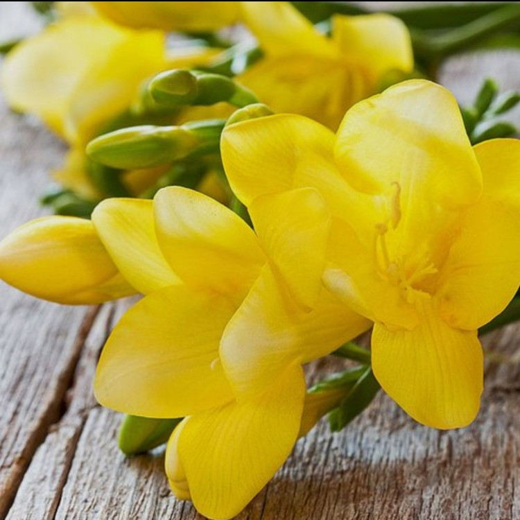 پیاز فریزیا معطر سوپر درشت رنگ زرد بسته ۱ عددی
