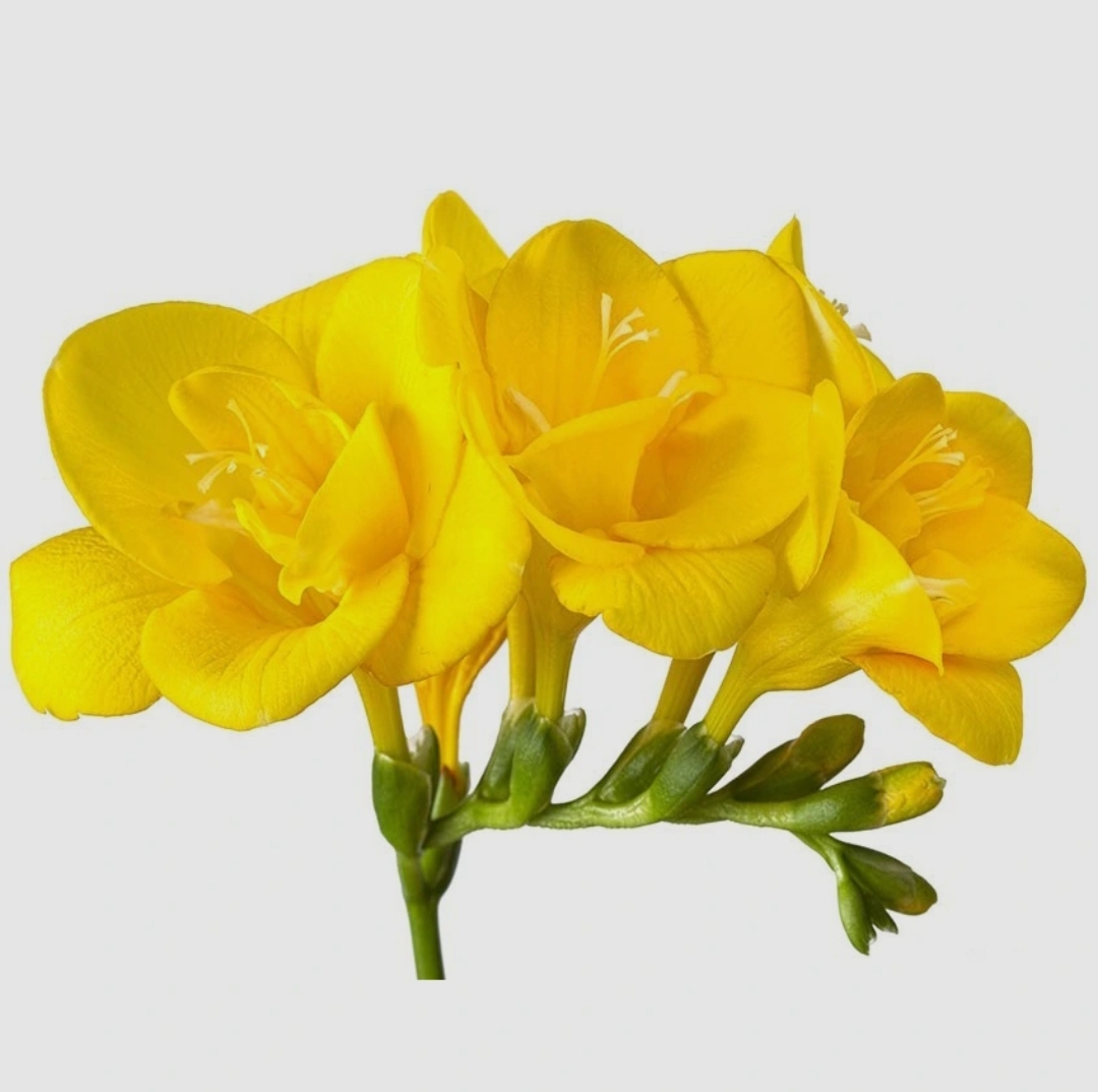 پیاز فریزیا معطر سوپر درشت رنگ زرد بسته ۱ عددی