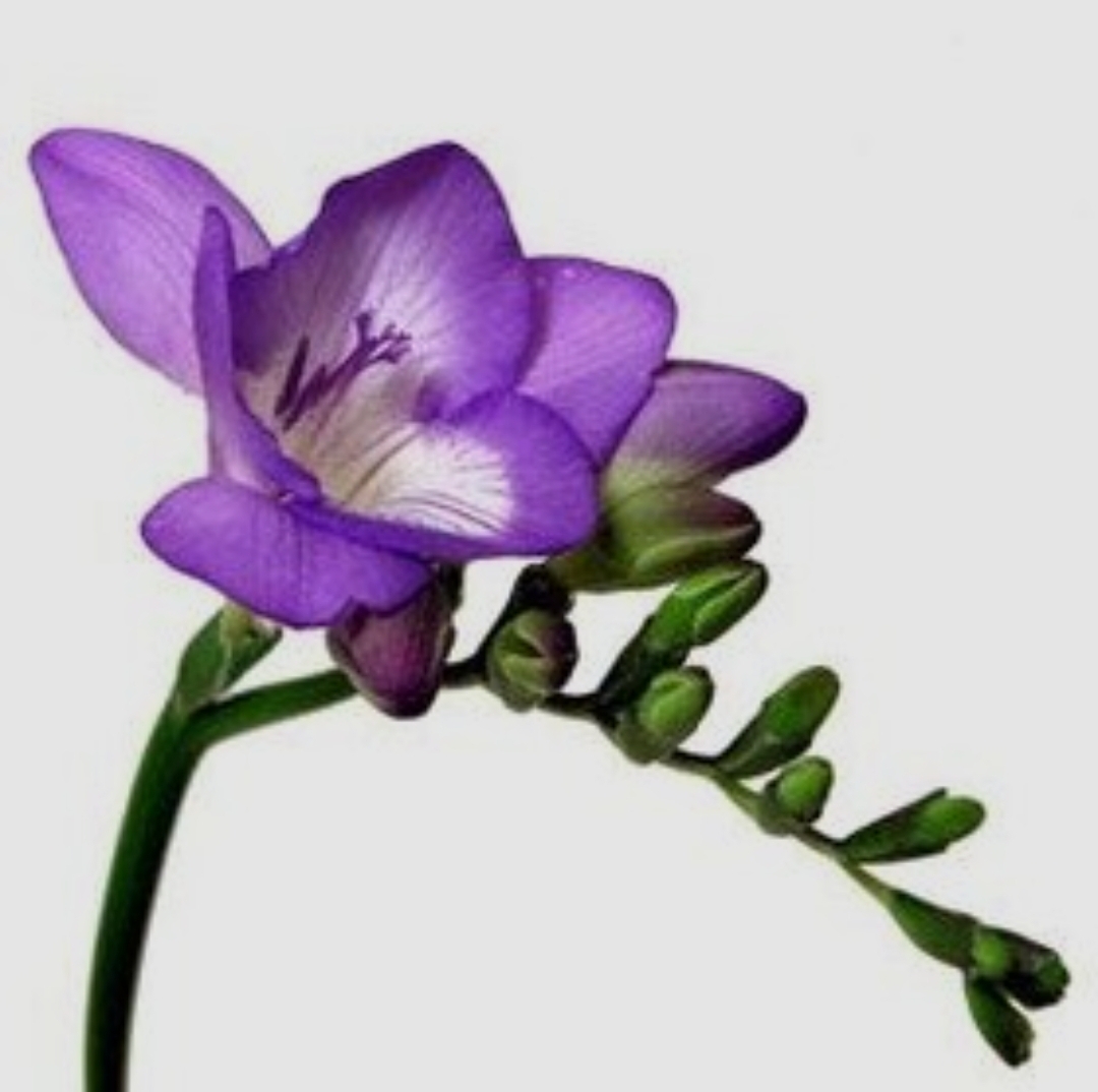 پیاز فریزیا معطر سوپر درشت رنگ بنفش بسته ۱ عددی