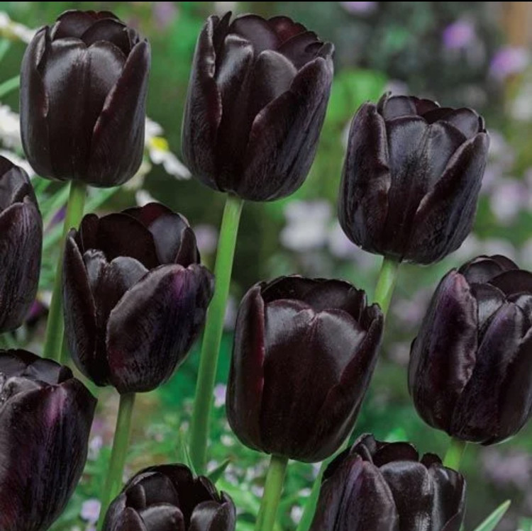 پیاز گل لاله هلندی ملکه شب