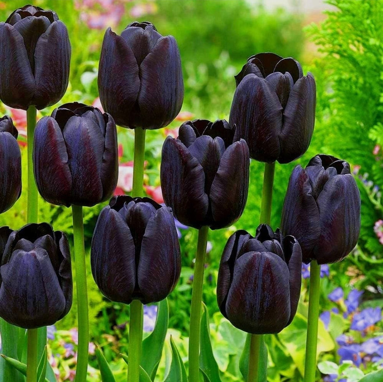 پیاز گل لاله هلندی ملکه شب